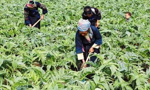 Giải bài toán thương mại hoá sản phẩm khoa học công nghệ từ thảo dược trong trường học 