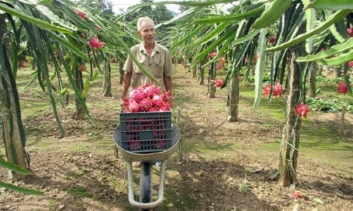 Lần đầu tiên Việt Nam có hệ thống truy xuất “dấu chân” trái thanh long