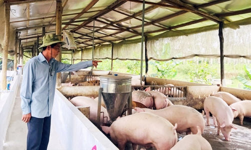 Chăn nuôi an toàn dịch bệnh, đáp ứng tiêu chuẩn xuất khẩu 