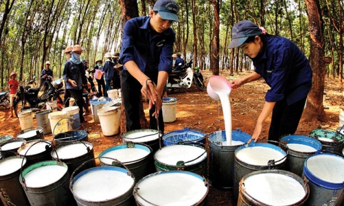 Giá cao su dự báo hồi phục mạnh, triển vọng nào cho cổ phiếu ngành này? 