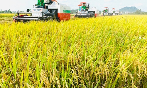 Doanh nghiệp lúa gạo “khát” vốn đúng lúc chính vụ