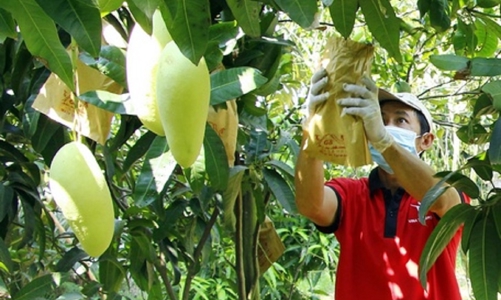 Tăng cường quản lý và giám sát mã số vùng trồng, đóng gói nông sản xuất khẩu