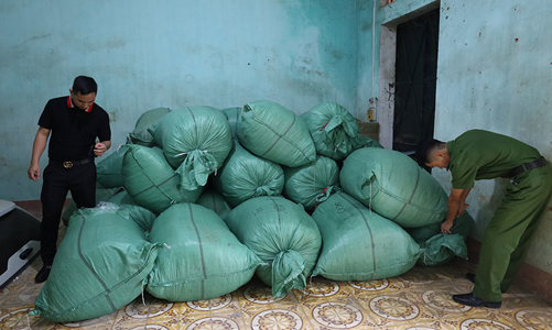 Bắt số lượng khủng giun đất sấy khô chuẩn bị xuất ngoại