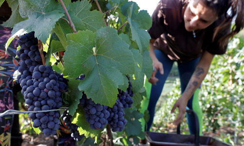 Khủng hoảng thừa rượu vang Pháp: Chính phủ chi tiền để nông dân huỷ rượu, phá nho