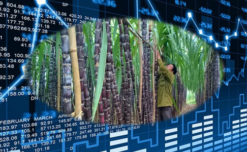 Ấn Độ cấm xuất khẩu đường, SSI Research gọi tên hai cổ phiếu 