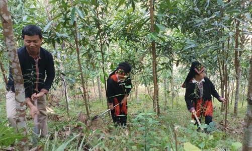 Lào Cai tìm chiến lược phát triển ngành quế