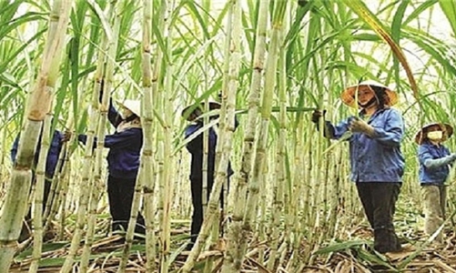 40 doanh nghiệp chế biến thực phẩm, đồ uống “đói” đường nhưng diện tích trồng mía liên tục giảm