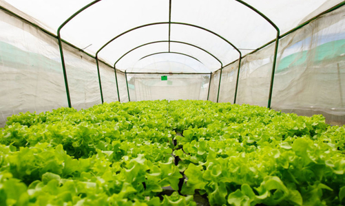 Cả cánh đồng rau “gói” trong những túi nhỏ