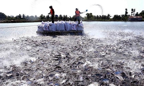 Ngành cá tra vượt qua “cửa ải” kiểm soát vùng nuôi, đủ điều kiện tiếp tục xuất khẩu sang Mỹ