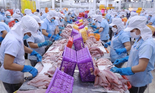 Cá tra Việt Nam được giảm thuế ở Mỹ