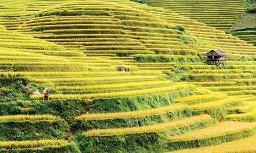 Các tỉnh Tây Bắc khai thác di sản ruộng bậc thang thành sản phẩm du lịch