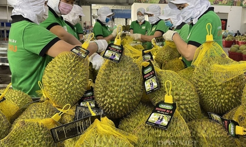 Trung Quốc cảnh báo 439 trường hợp vi phạm mã số vùng trồng tại Việt Nam