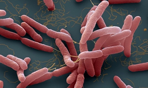 Bộ Y tế khuyến cáo các biện pháp phòng bệnh Whitmore