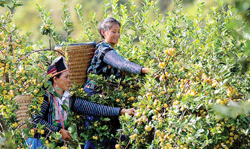 Đồng bào dân tộc miền núi “mỏi mắt “ chờ tiêu thụ sản phẩm 