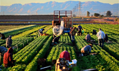 Chưa tới 10% nông sản được chế biến đạt chất lượng quốc tế