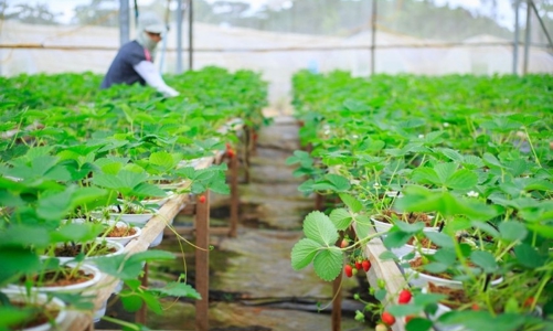 Diễn đàn Kinh tế Xanh 2023: Hỗ trợ Việt Nam rút ngắn hành trình hướng tới nền kinh tế xanh