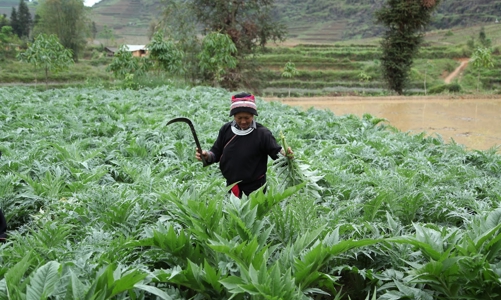 Lào Cai muốn mở rộng diện tích trồng dược liệu lên 6.000 ha