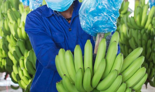 9 tháng, HAG báo lãi 710 tỷ đồng, giảm 20% so với cùng kỳ