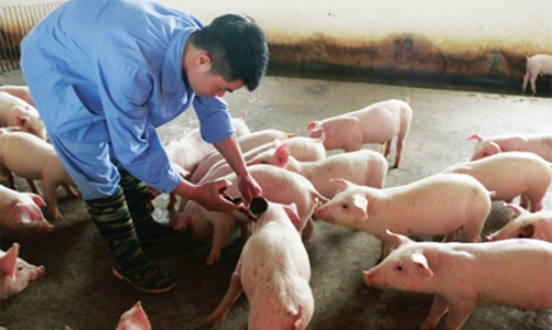 Vaccine dịch tả lợn châu Phi do Việt Nam sản xuất chính thức được xuất khẩu sang 5 quốc gia
