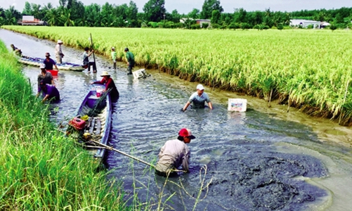 Phát triển ngành hàng tôm ít phát thải và bền vững