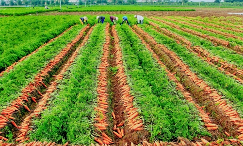 Hải Dương thúc đẩy tiêu thụ nông sản ra thị trường quốc tế