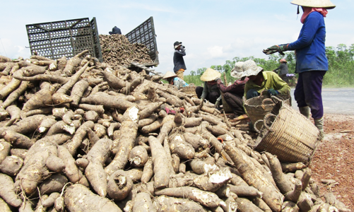 Thực hư việc xuất khẩu sắn cho doanh nghiệp 