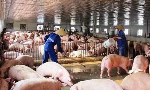 Ngành chăn nuôi cần chuyển đổi theo hướng giảm phát thải