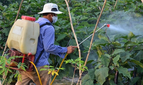 Thúc đẩy phát triển và sử dụng thuốc bảo vệ thực vật sinh học trong trồng trọt
