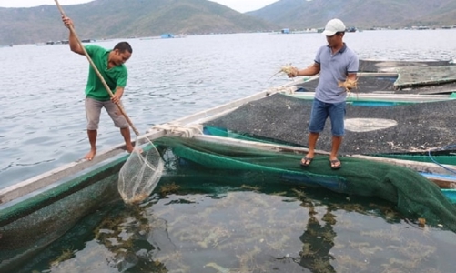 Trung Quốc đột ngột dừng nhập khẩu tôm hùm sống từ Việt Nam, hàng ngàn hộ dân lao đao 