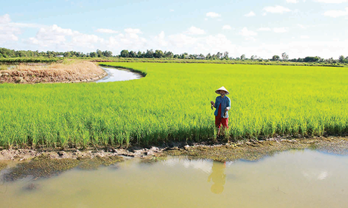 Giải pháp cho vùng nhiễm mặn Bạc Liêu: Hiệu quả mô hình tôm – lúa 