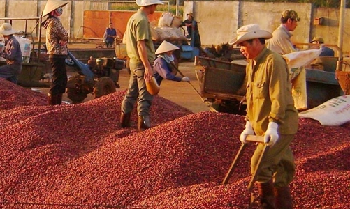 Giá cà phê tăng cao nhưng xuất khẩu giảm sâu do nguồn cung đã hết
