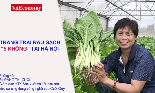 Làm giàu nhờ trang trại rau hữu cơ 