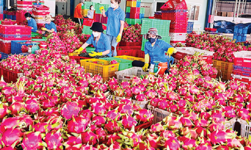 Thanh long chế biến khó tiêu thụ, vẫn chủ yếu xuất khẩu trái tươi