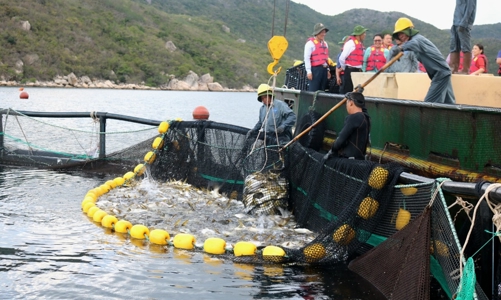 Xuất khẩu thủy sản sẽ còn khó khăn kéo dài sang cả năm 2024