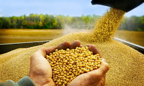 Bộ Tài chính xem xét giảm thuế nhập khẩu khô dầu đậu tương còn 1%, giảm áp lực với ngành chăn nuôi