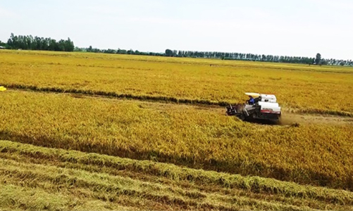 Phát triển 1 triệu ha chuyên canh lúa chất lượng cao vào năm 2030