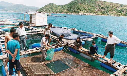 Nghề nuôi biển: Nhiều rào cản phải tháo gỡ 
