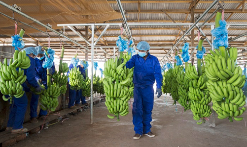 Lỗ lũy kế lên đến 7.450 tỷ đồng, HNG đóng cửa chi nhánh chế biến hoa quả