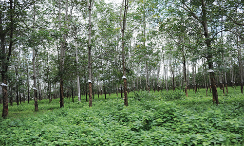 Hãy phát triển kinh tế rừng, thay vì phá rừng làm kinh tế