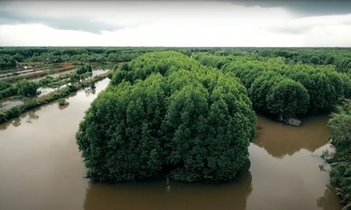 Cà Mau phát huy tối đa thế mạnh ngành nuôi tôm