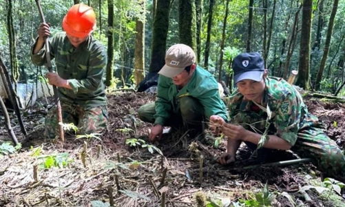 Phát triển vùng cây dược liệu: Hướng đi mới trong phát triển kinh tế  và thoát nghèo 