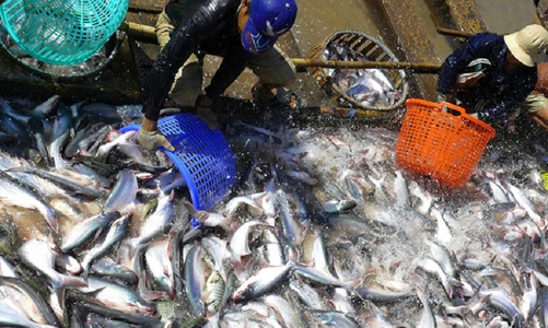 Ngành cá tra hướng tới mục tiêu 2 tỷ USD xuất khẩu