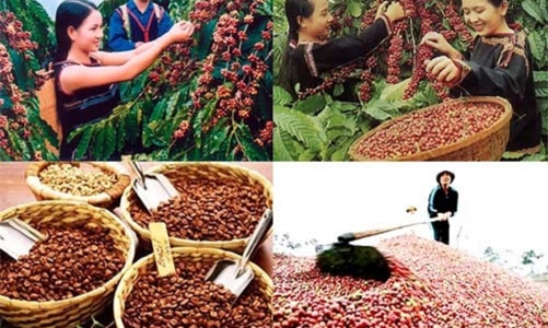 Giá cà phê cao kỷ lục, xu hướng tăng sẽ kéo dài sang những tháng đầu năm 2024