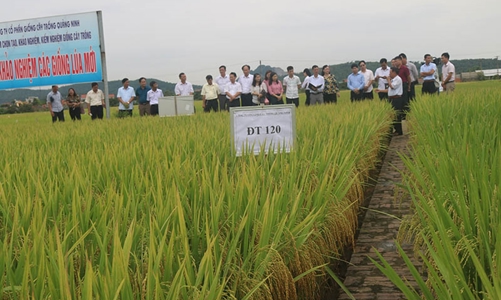 Luật trồng trọt bộc lộ nhiều bất cập, doanh nghiệp sản xuất kinh doanh giống bức xúc