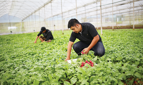 Không thể đảo ngược: Xu thế phát triển nông nghiệp xanh 