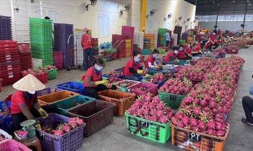 Cảnh báo doanh nghiệp thận trọng trước các chiêu lừa đảo khi xuất khẩu nông sản sang Trung Quốc