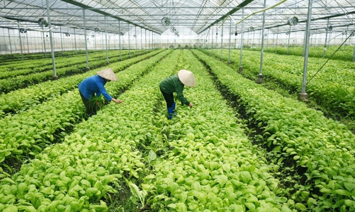 Ngành nông nghiệp Thừa Thiên Huế tăng trưởng cao nhất từ trước đến nay