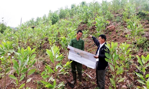 Cần sửa đổi Luật Lâm nghiệp để tương thích với Luật Đất đai mới