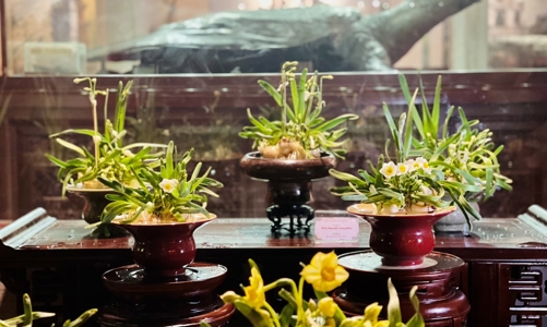 Trưng bày hoa Thủy Tiên nghệ thuật 2024