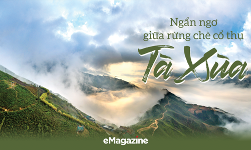 Ngẩn ngơ giữa rừng chè cổ thụ Tà Xùa